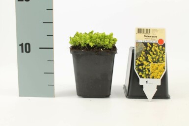 Muurpeper Sedum acre 'Yellow Queen' 5-10 Pot P9 Sedum acre 'Yellow Queen'