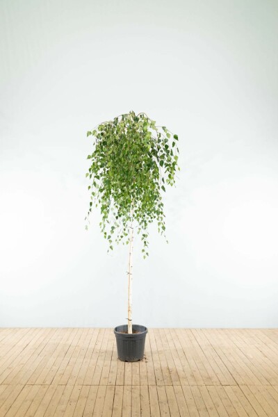 Betula pendula 'Youngii' treurvorm 10/12