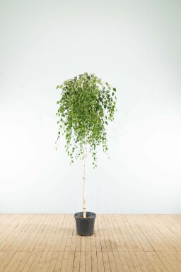 Prieelberk Betula pendula 'Youngii' Treurvorm Betula pendula 'Youngii' treurvorm
