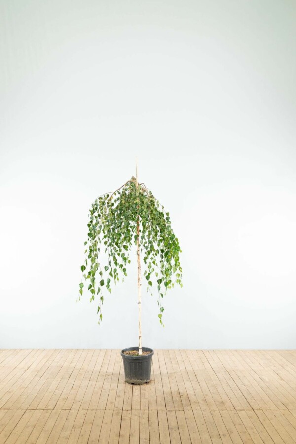 Prieelberk Betula pendula 'Youngii' Treurvorm stamomtrek 10-12 stamhoogte 225 P Betula pendula 'Youngii' hoogstam 12/14 225cm stam