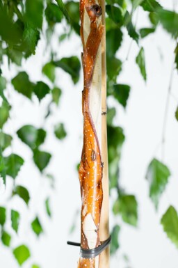 Betula pendula 'Youngii' treurvorm 10/12