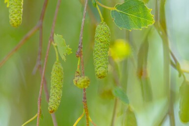 Betula pendula 'Youngii' treurvorm 10/12