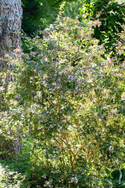 Abelia × grandiflora 'Edward Goucher' C3 30-40