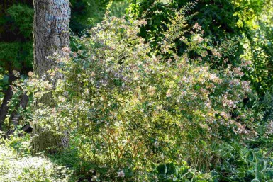 Abelia × grandiflora 'Edward Goucher' C3 30-40