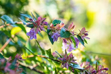 Abelia × grandiflora 'Edward Goucher' C3 30-40