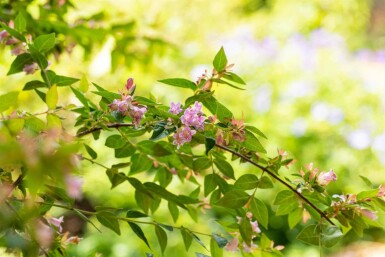 Abelia × grandiflora 'Edward Goucher' C3 30-40