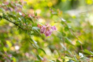 Abelia × grandiflora 'Edward Goucher' C3 30-40