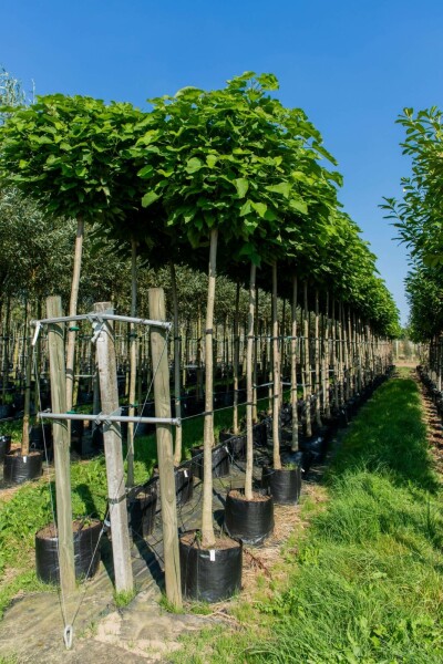 Catalpa bignonioides 'Nana' bolvorm 16/18 225cm stam