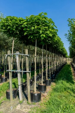 Catalpa bignonioides 'Nana' bolvorm