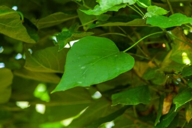 Catalpa bignonioides 'Nana' bolvorm