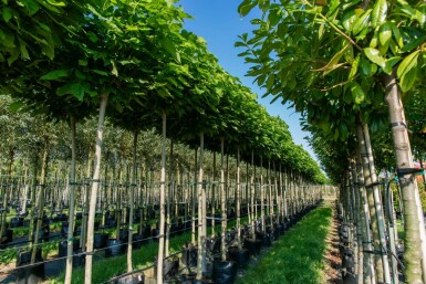 Catalpa bignonioides 'Nana' bolvorm 16/18 225cm stam