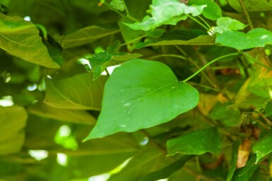 Catalpa bignonioides 'Nana' bolvorm 16/18 225cm stam