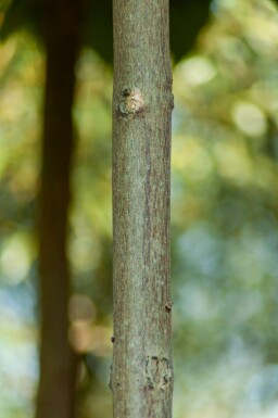 Catalpa bignonioides 'Nana' bolvorm 16/18 225cm stam