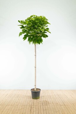 Catalpa bignonioides 'Nana' bolvorm 16/18 225cm stam