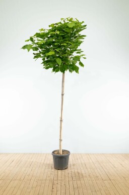 Catalpa bignonioides 'Nana' bolvorm 16/18 225cm stam