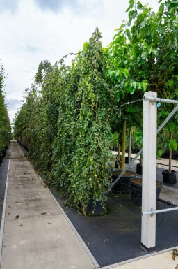 Fagus sylvatica 'Pendula' treurvorm