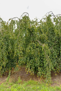 Fagus sylvatica 'Pendula' treurvorm
