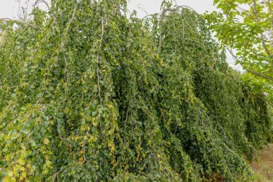 Fagus sylvatica 'Pendula' treurvorm 14/16