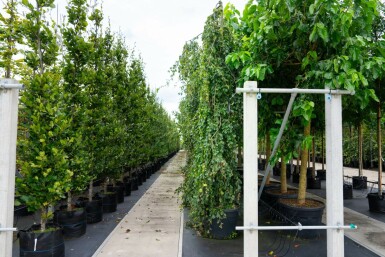 Fagus sylvatica 'Pendula' treurvorm 14/16