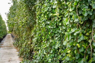 Fagus sylvatica 'Pendula' treurvorm 14/16