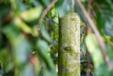 Fagus sylvatica 'Pendula' treurvorm 14/16