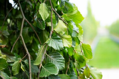 Fagus sylvatica 'Pendula' treurvorm 14/16