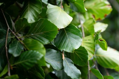 Fagus sylvatica 'Pendula' treurvorm 14/16