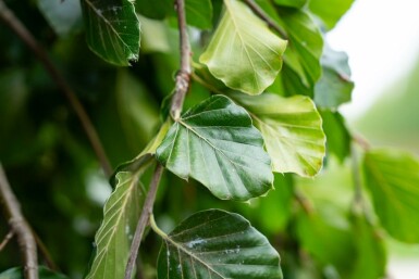 Fagus sylvatica 'Pendula' treurvorm 14/16