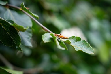 Fagus sylvatica 'Pendula' treurvorm 14/16