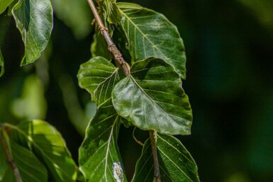 Fagus sylvatica 'Pendula' treurvorm 14/16