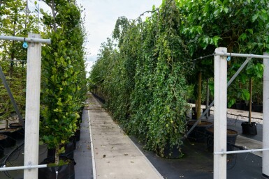 Fagus sylvatica 'Pendula' treurvorm 14/16