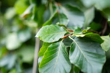 Fagus sylvatica 'Pendula' treurvorm 14/16