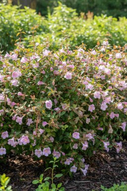 Abelia Abelia grandiflora 'Pinky Bell's' struik Abelia grandiflora 'Pinky Bell's' struik