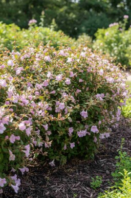 Abelia Abelia grandiflora 'Pinky Bell's' struik Abelia grandiflora 'Pinky Bell's' struik