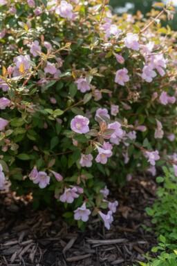 Abelia grandiflora 'Pinky Bell's' struik