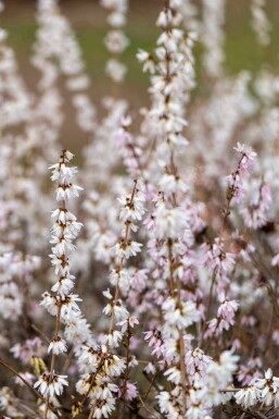 Abeliophyllum distichum