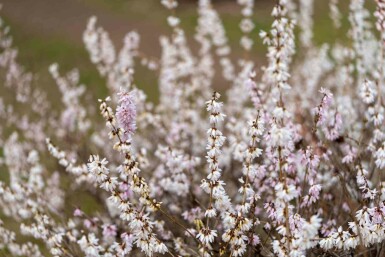 Abeliophyllum distichum