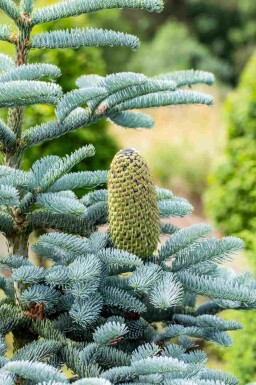 Blauwe zilverspar Abies procera 'Glauca' struik Abies procera 'Glauca' struik