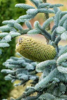 Blauwe zilverspar Abies procera 'Glauca' struik Abies procera 'Glauca' struik