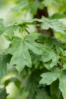 Veldesdoorn Acer campestre struik Acer campestre struik