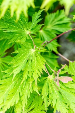 Aconietbladige esdoorn Acer japonicum 'Aconitifolium' struik Acer japonicum 'Aconitifolium' struik