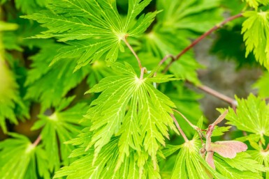 Aconietbladige esdoorn Acer japonicum 'Aconitifolium' struik Acer japonicum 'Aconitifolium' struik
