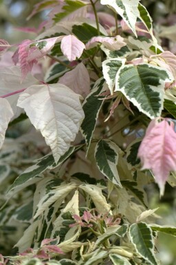 Acer negundo 'Flamingo'
