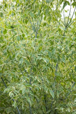 Acer negundo 'Variegatum'