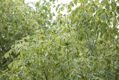Acer negundo 'Variegatum'