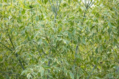 Acer negundo 'Variegatum'