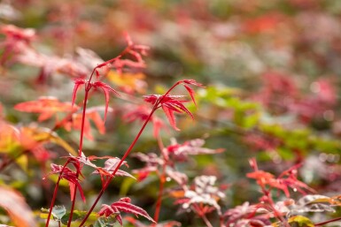 Acer palmatum 'Beni Maiko'