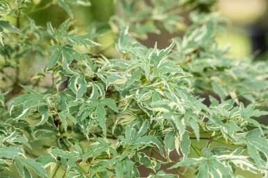 Acer palmatum 'Butterfly' C3 50-60