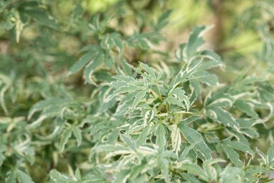 Acer palmatum 'Butterfly' C3 50-60