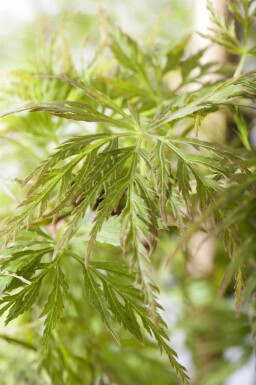 Japanse esdoorn Acer palmatum 'Emerald Lace' struik Acer palmatum 'Emerald Lace' struik